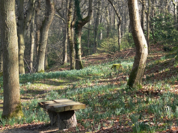 Bois des Moutiers (34) mars 2012
